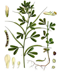 Trigonella foenum-graecum Fenugreek, Sicklefruit fenugreek
