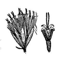 Trilisa odoratissima Vanilla Plant, Vanillaleaf