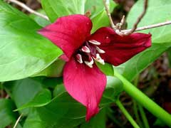 Trillium erectum Beth Root - Indian Balm, Red trillium, Wakerobin, Purple Trillium Trillium erectum Beth Root - Indian Balm, Red trillium, Wakerobin, Purple Trillium