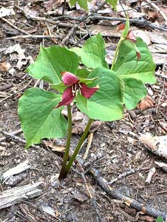 Trillium erectum Beth Root - Indian Balm, Red trillium, Wakerobin, Purple Trillium Trillium erectum Beth Root - Indian Balm, Red trillium, Wakerobin, Purple Trillium