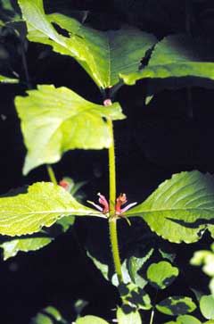 Triosteum perfoliatum Wild Coffee, Feverwort