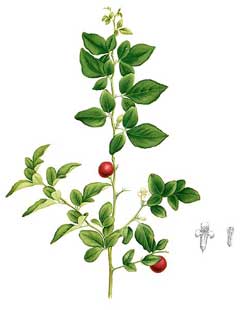 Triphasia trifolia Lime Berry Triphasia trifolia Lime Berry