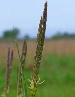 Tripsacum dactyloides Sesame Grass, Eastern gamagrass, Fakahatchee Grass