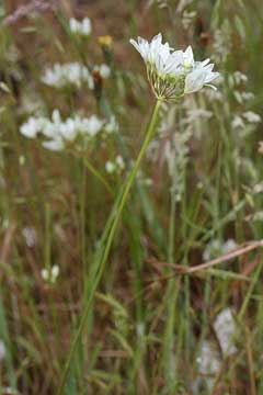 Triteleia hyacinthina Hyacinth Brodiaea, White brodiaea Triteleia hyacinthina Hyacinth Brodiaea, White brodiaea