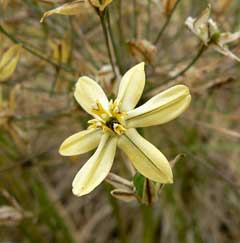 Triteleia ixioides Pretty Face, Cook Triteleia ixioides Pretty Face, Cook