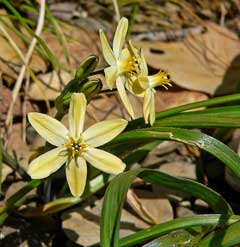 Triteleia ixioides Pretty Face, Cook Triteleia ixioides Pretty Face, Cook