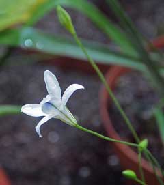 Triteleia peduncularis Longray Tripletlily, Long-ray brodiaea Triteleia peduncularis Longray Tripletlily, Long-ray brodiaea