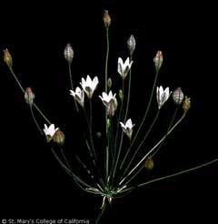 Triteleia peduncularis Longray Tripletlily, Long-ray brodiaea Triteleia peduncularis Longray Tripletlily, Long-ray brodiaea