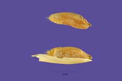 Triticum timopheevii Sanduri, Timopheev Triticum timopheevii Sanduri, Timopheev