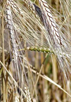 Triticum turgidum Rivet Wheat Triticum turgidum Rivet Wheat