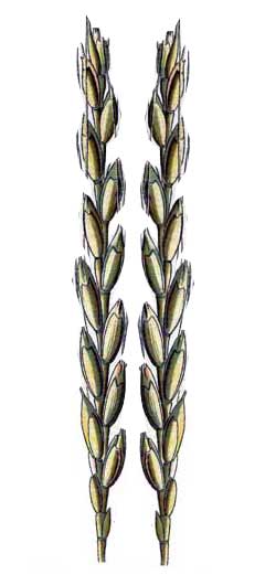 Triticum turgidum polonicum Polish Wheat