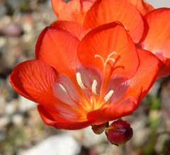 Tritonia crocata Tritonia crocata