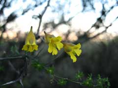 Tropaeolum brachyceras Tropaeolum brachyceras