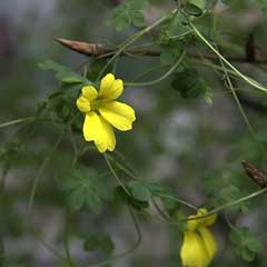 Tropaeolum brachyceras Tropaeolum brachyceras