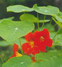 Tropaeolum majus Nasturtium