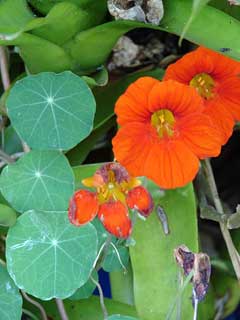 Tropaeolum majus Nasturtium