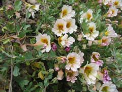 Tropaeolum sessilifolium Tropaeolum sessilifolium