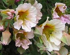 Tropaeolum sessilifolium Tropaeolum sessilifolium