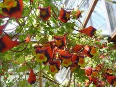 Tropaeolum tricolorum Tropaeolum tricolorum