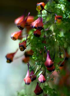 Tropaeolum tricolorum Tropaeolum tricolorum