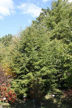 Tsuga caroliniana Carolina Hemlock Tsuga caroliniana Carolina Hemlock
