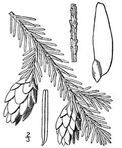 Tsuga caroliniana Carolina Hemlock Tsuga caroliniana Carolina Hemlock