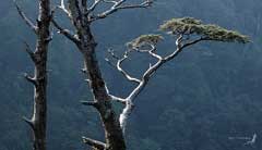 Tsuga chinensis Chinese Hemlock Tsuga chinensis Chinese Hemlock