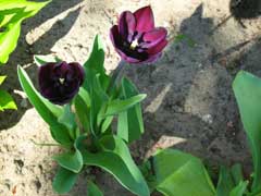 Tulipa gesneriana Tulip, Didier