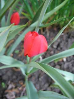 Tulipa montana 