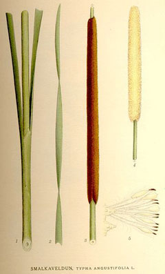 Typha angustifolia Small Reed Mace, Narrowleaf cattail