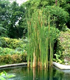 Typha orientalis Broadleaf Cumbungi Typha orientalis Broadleaf Cumbungi