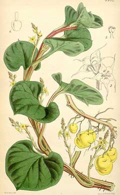 Ullucus tuberosus Olluco Ullucus tuberosus Olluco