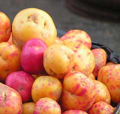 Ullucus tuberosus Olluco Ullucus tuberosus Olluco