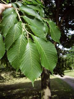 Ulmus davidiana Japanese Elm