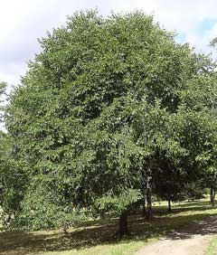 Ulmus davidiana Japanese Elm