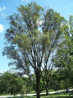 Ulmus_pumila Siberian Elm, Hybrid elm