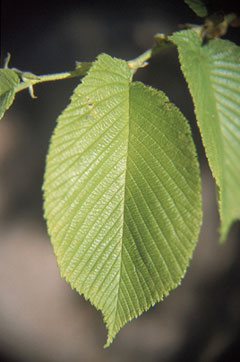 Ulmus rubra Slippery Elm Ulmus rubra Slippery Elm
