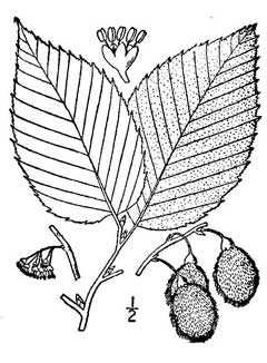Ulmus thomasii Rock Elm Ulmus thomasii Rock Elm