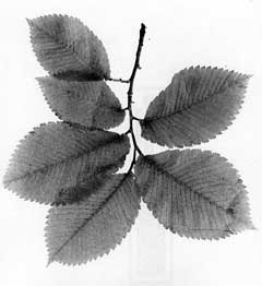 Ulmus thomasii Rock Elm Ulmus thomasii Rock Elm