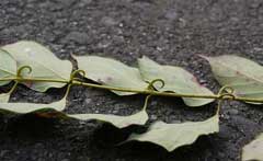 Uncaria rhynchophylla Uncaria rhynchophylla