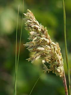 Uniola paniculata Sea Oats, Sea Oats Grass Uniola paniculata Sea Oats, Sea Oats Grass