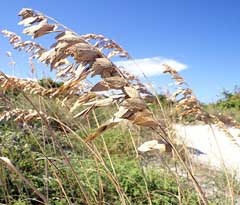 Uniola_paniculata Sea Oats, Sea Oats Grass