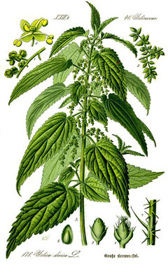 Urtica dioica Stinging Nettle