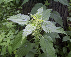 Urtica dioica Stinging Nettle