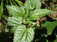 Urtica incisa Scrub Nettle Urtica incisa Scrub Nettle