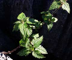 Urtica incisa Scrub Nettle Urtica incisa Scrub Nettle
