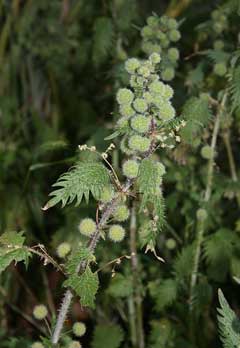 Urtica pilulifera Roman Nettle Urtica pilulifera Roman Nettle