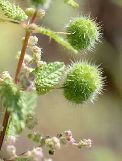Urtica pilulifera Roman Nettle Urtica pilulifera Roman Nettle