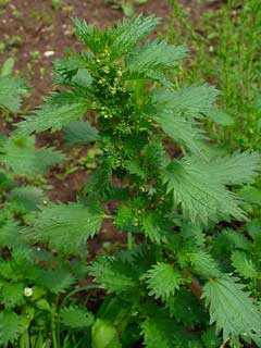 Urtica urens Annual Nettle Urtica urens Annual Nettle