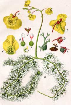 Utricularia_vulgaris Bladderwort